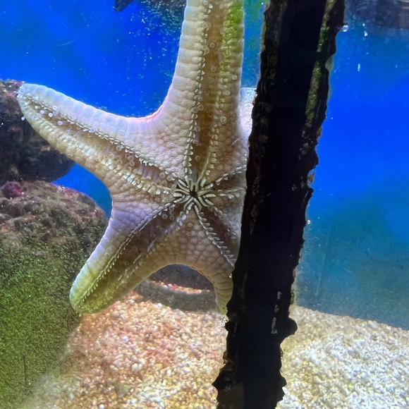 🌸 🌺 - Picture 15 of 16